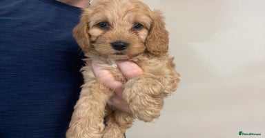 Cockapoo dogs - Advert 10