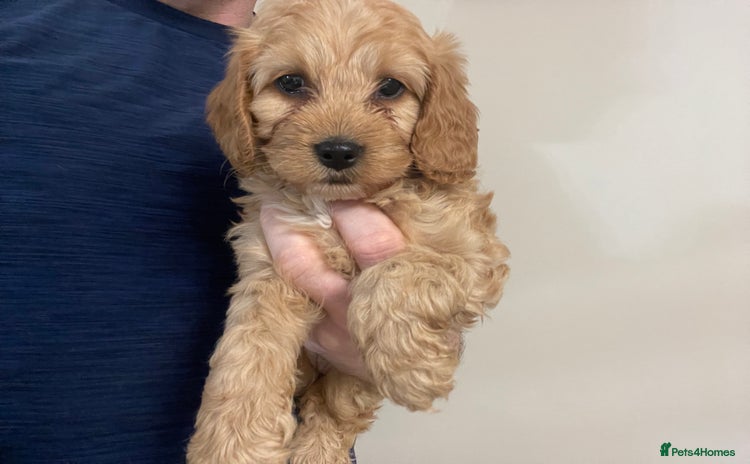 Cockapoo dogs - Advert 11