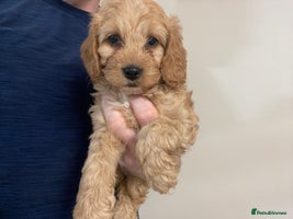 Cockapoo dogs - Advert 10