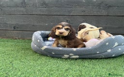 Cocker Spaniel dogs for sale: ❤️Gorgeous, Happy, Healthy, Spaniel babies 💙 - Image 26