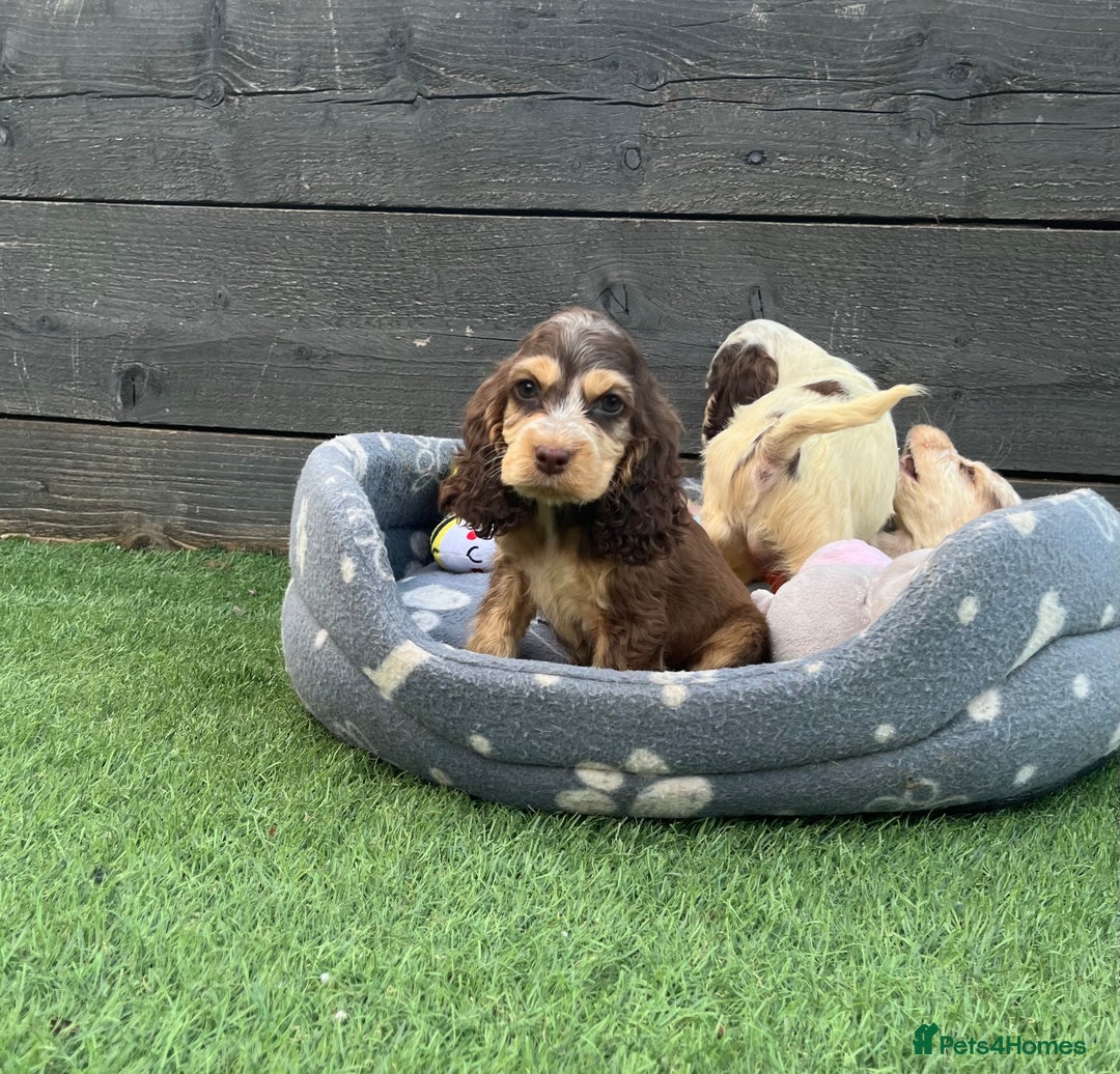 Cocker Spaniel dogs for sale: ❤️Gorgeous, Happy, Healthy, Spaniel babies 💙 - Image 26