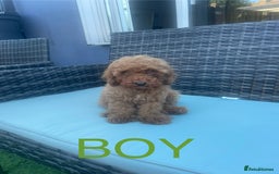 Miniature Poodle dogs for sale: LAST BOY Miniture poodles  - Advert 4