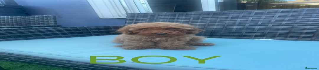 Miniature Poodle Puppy 4