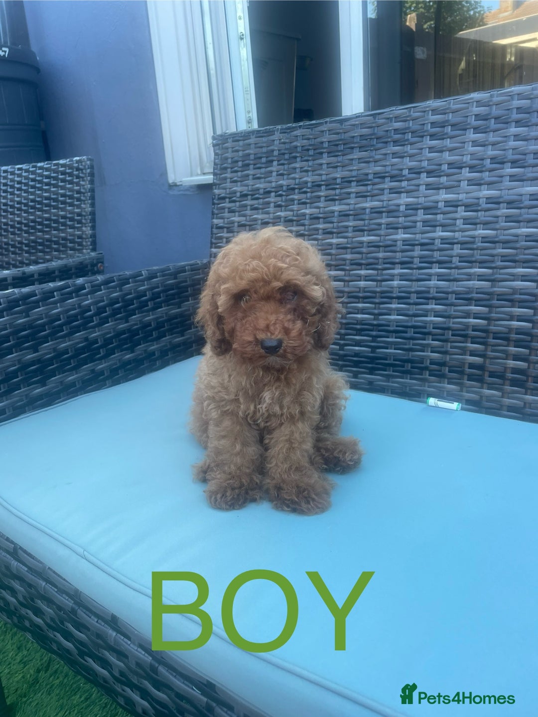 Miniature Poodle dogs for sale: LAST BOY Miniture poodles  - Advert 4