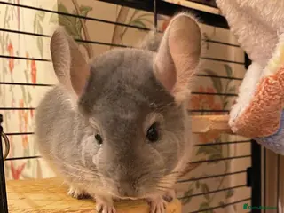 Chinchilla rodents 3 bonded male chinchillas - Advert 18