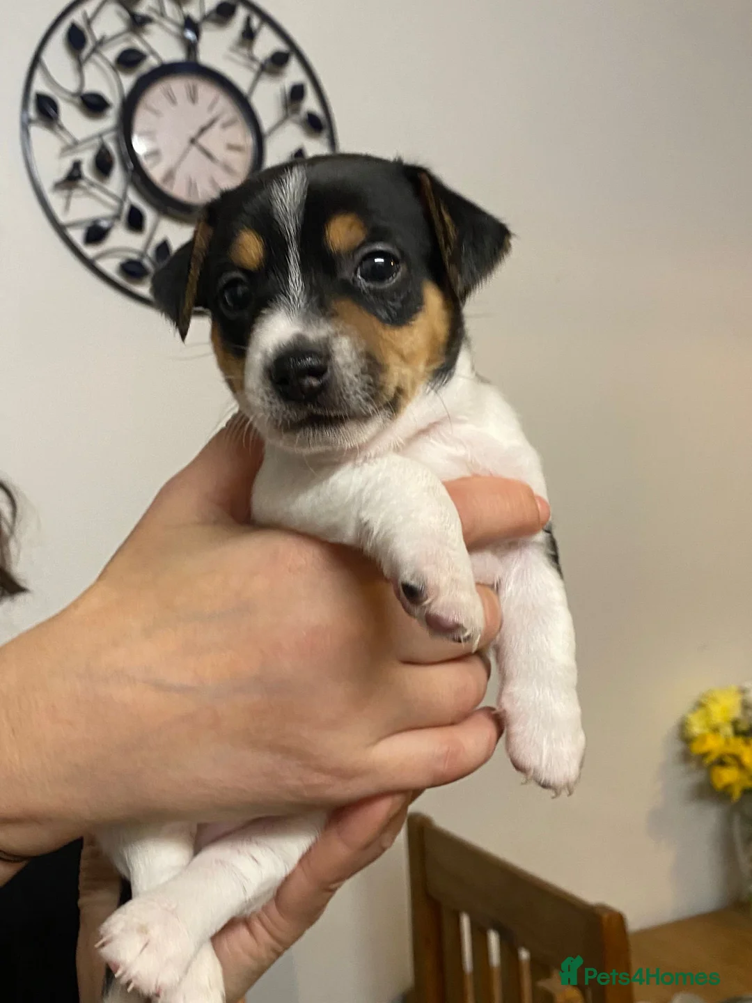 Jack Chi dogs for sale: Adorable Jack Chi puppies  - Advert 12