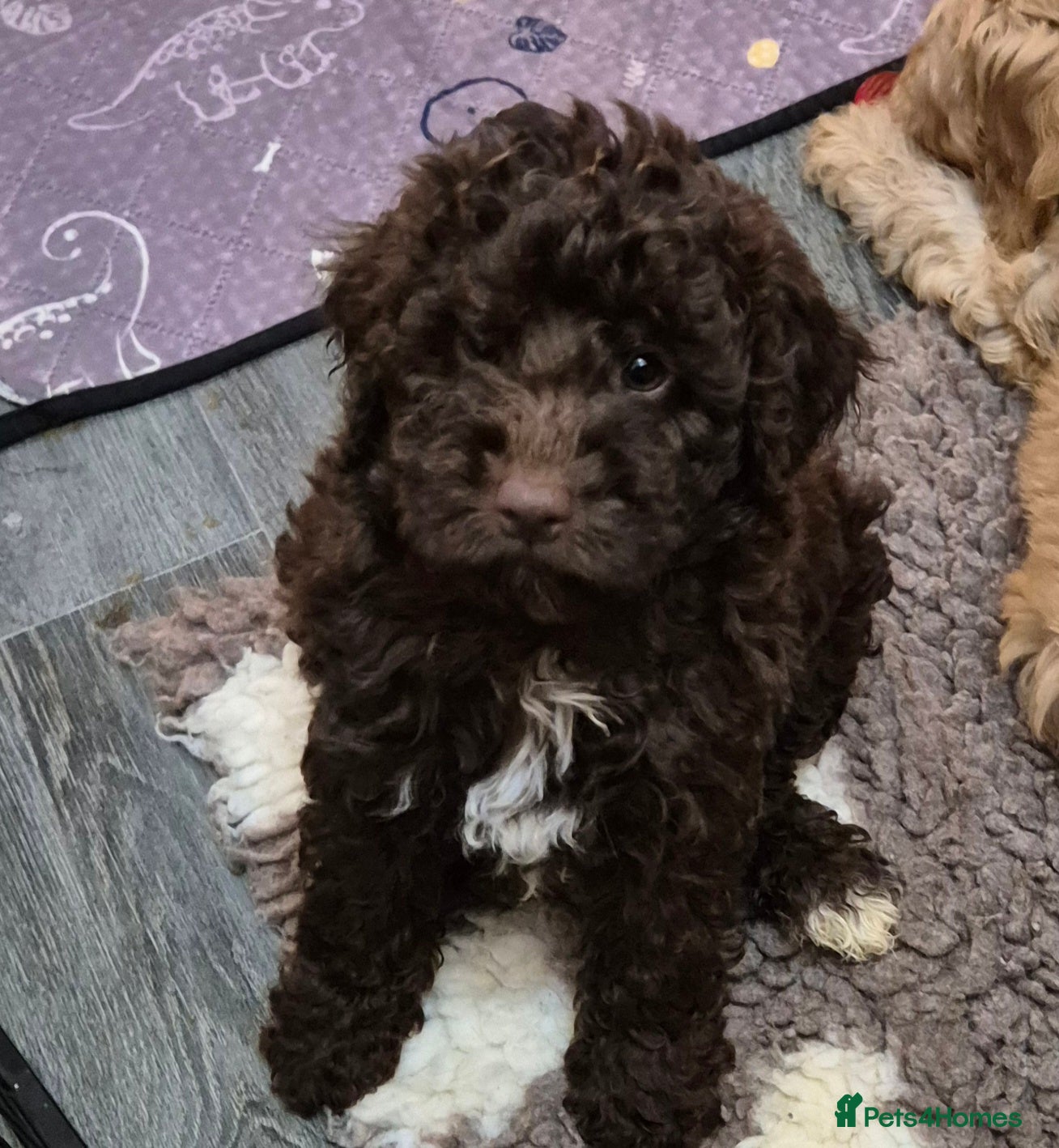 Cockapoo dogs F1b mini cockapoos  3 remaining - Advert 6