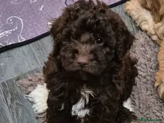 Cockapoo dogs F1b mini cockapoos 3 remaining - Advert 4