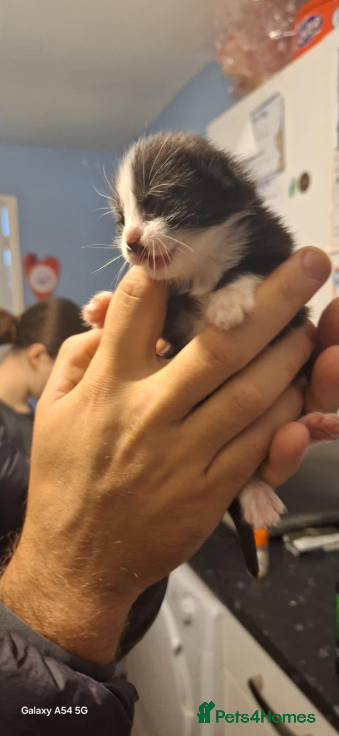 Brazilian Shorthair cats for sale: Kittens  - Advert 8