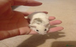 Mouse rodents for sale: Baby African Soft Fur mice - Image 9