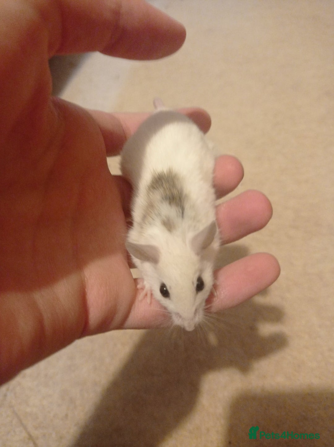 Mouse rodents for sale: Baby African Soft Fur mice - Image 9