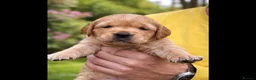 Golden Retriever dogs for sale: Fox red golden retriever puppies  - Advert 3