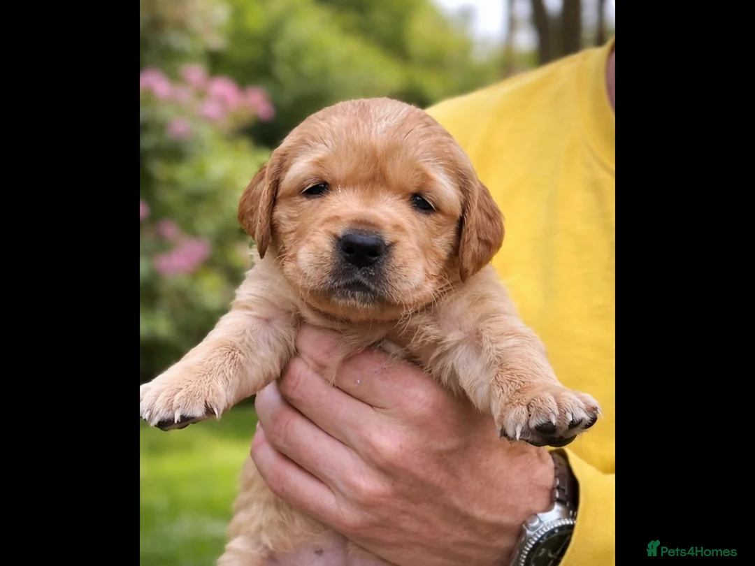 Golden Retriever dogs for sale: Fox red golden retriever puppies  - Advert 3