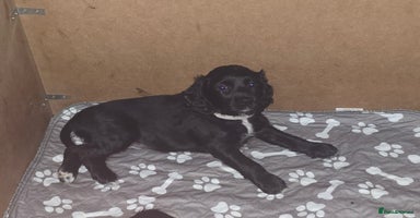 Sprocker dogs - Advert 4