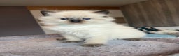 Ragdoll cats for sale: GCCF Ragdoll kittens for sale - Advert 38