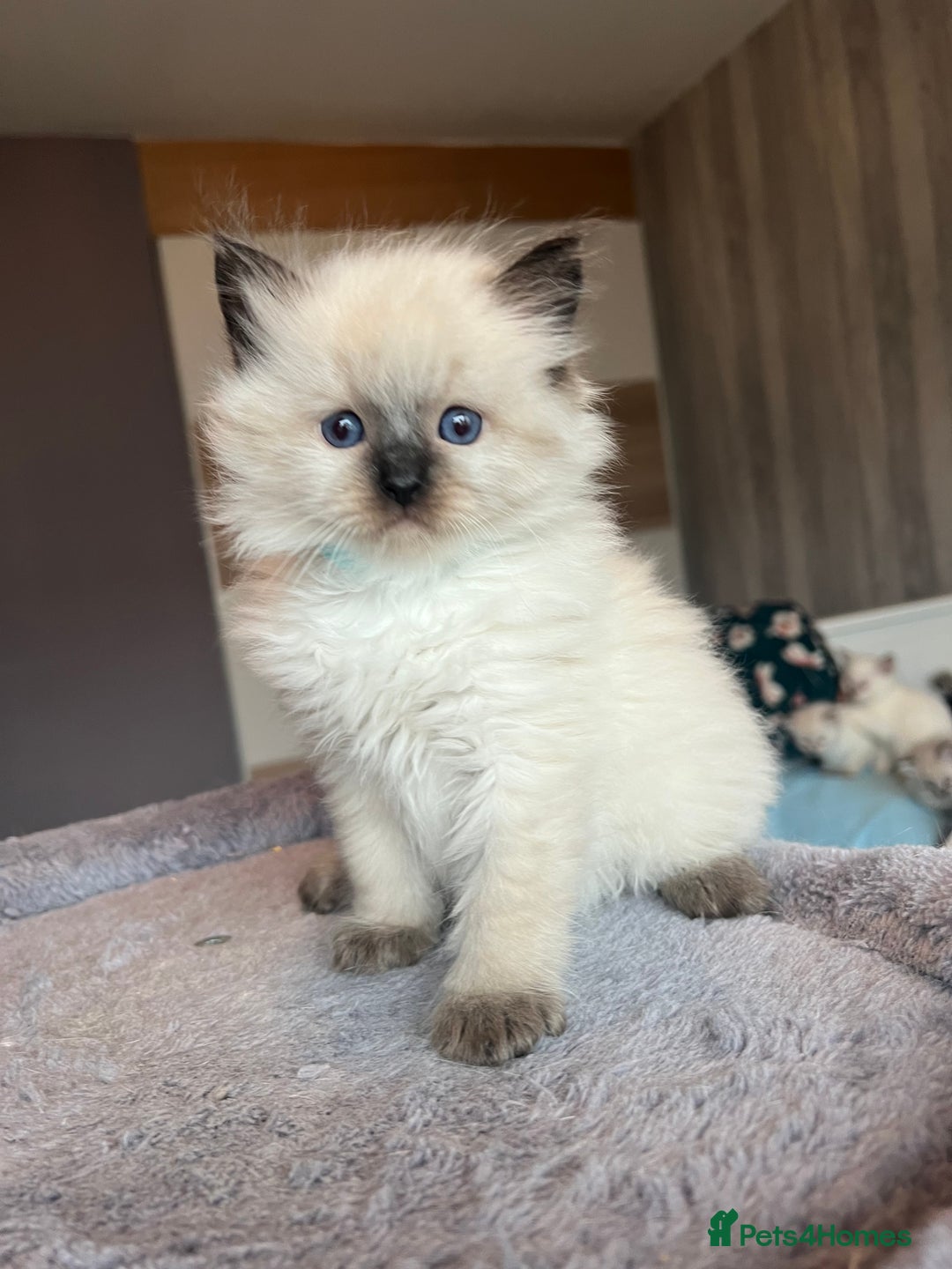 Ragdoll cats for sale: GCCF Ragdoll kittens for sale - Advert 38