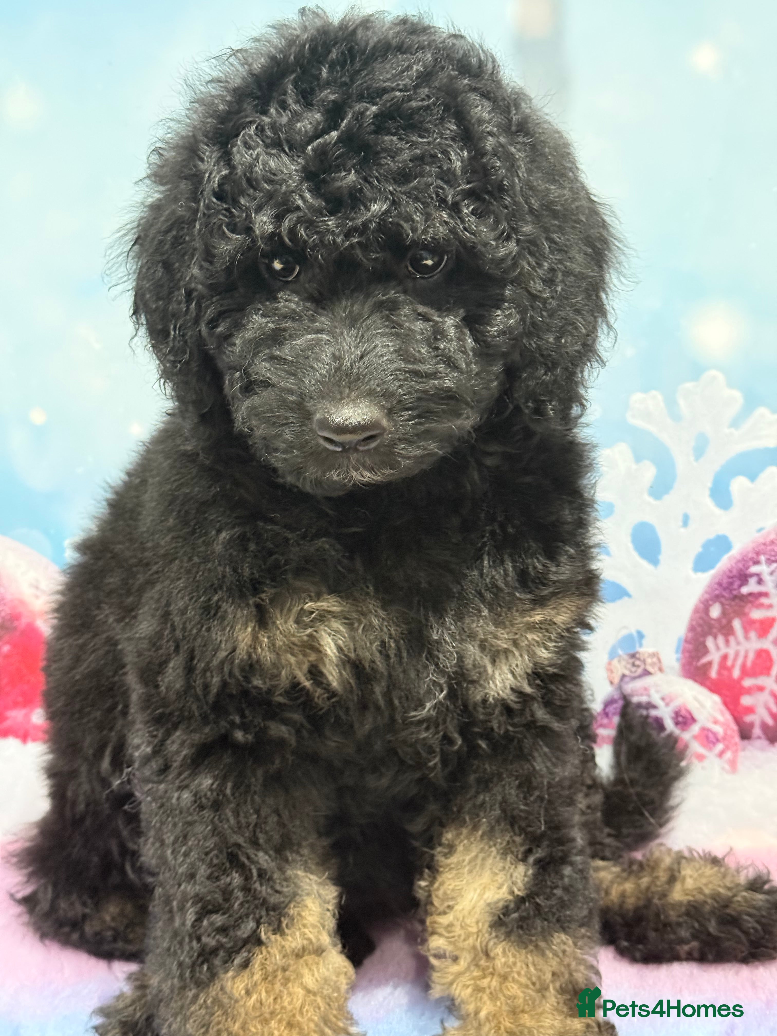 Bernedoodle dogs Fully vaccinated Miniature Bernedoodles  - Advert 8