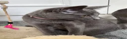Russian Blue cats for sale: Russian Blue Kittens  - Advert 34