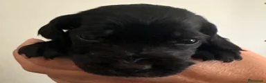 Cocker Spaniel 4