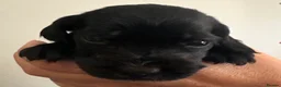 Cocker Spaniel dogs for sale: Show type cocker spaniels  - Advert 7