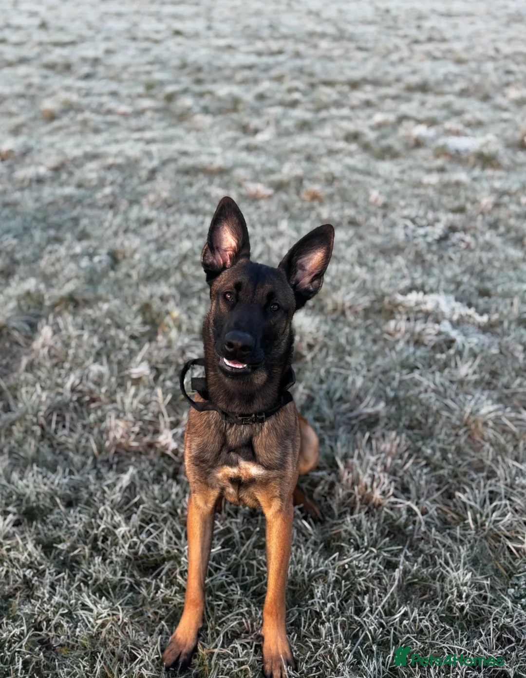 Belgian Shepherd Dog dogs for sale: belgian malinois - Advert 1