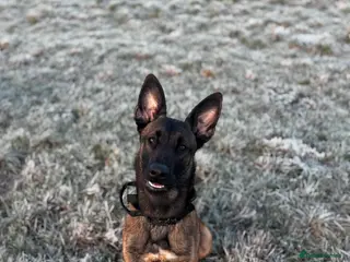 Belgian Shepherd Dog dogs belgian malinois - Advert 10