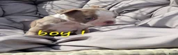 Boston Terrier dogs for sale: Beautiful baby bostons  - Advert 6