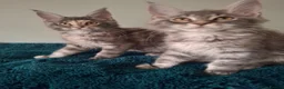 Maine Coon cats for sale: TICA registered Maine coon kittens - Advert 7