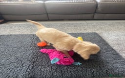 Golden Retriever dogs for sale: Beautiful Golden Retriever puppies - Image 21