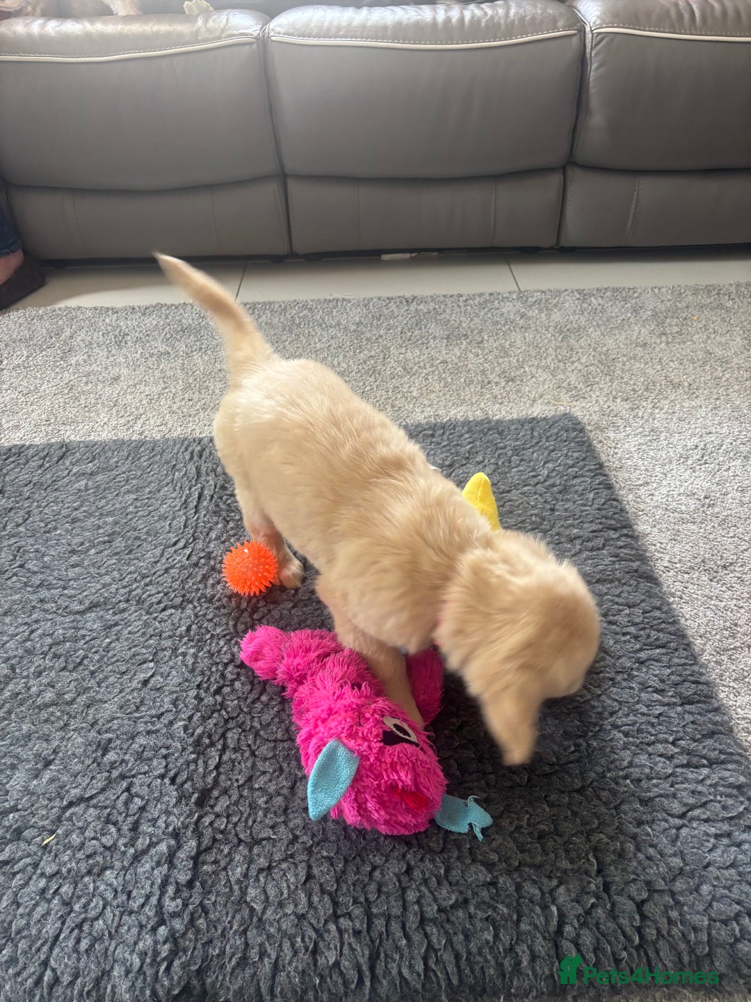 Golden Retriever dogs for sale: Beautiful Golden Retriever puppies - Image 21