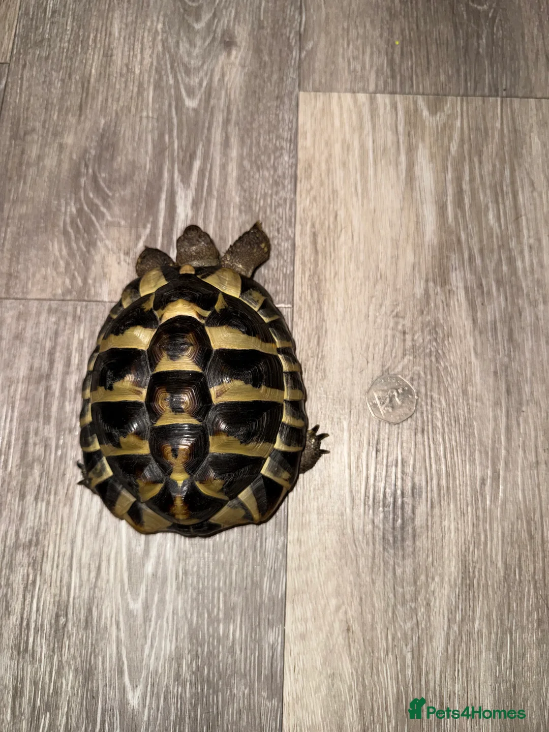 Hermann Tortoise reptiles for sale: Hermann tortoise in Wallington - Advert 4