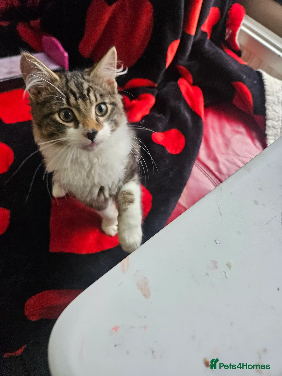 Mixed Breed cats for sale: ​🐾 Precious Bottle-Fed & Hand-Raised Kittens ❣️ - Advert 12