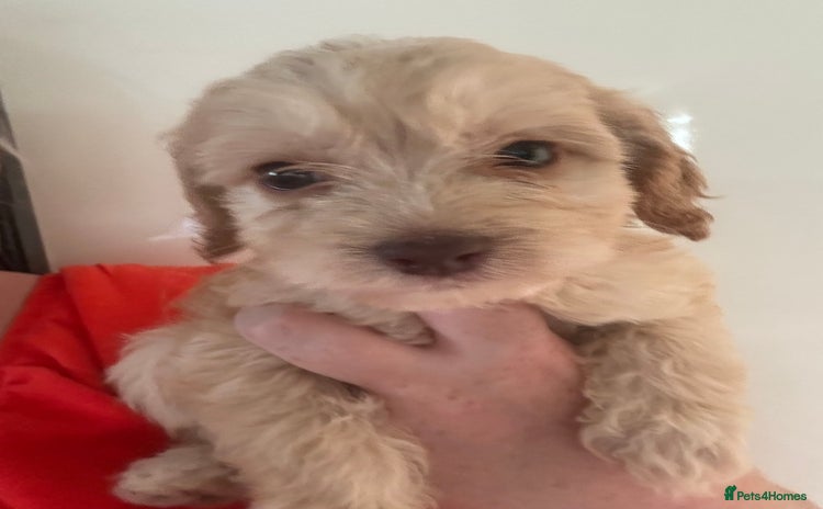Cockapoo dogs for sale - Advert 1