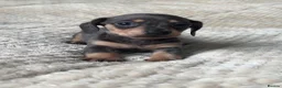 Miniature Dachshund dogs for sale: Mini dachshunds  - Advert 26