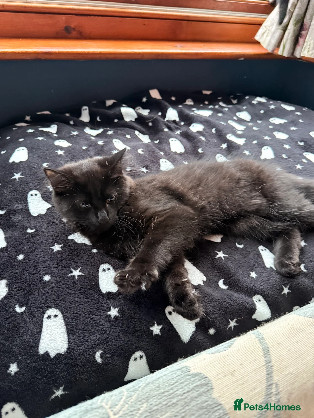 Mixed Breed cats for sale: Boy Kittens Looking for Their Forever Homes - Advert 2