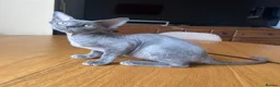 Devon Rex cats for sale: Solid blue pedigree kittens available  - Advert 9