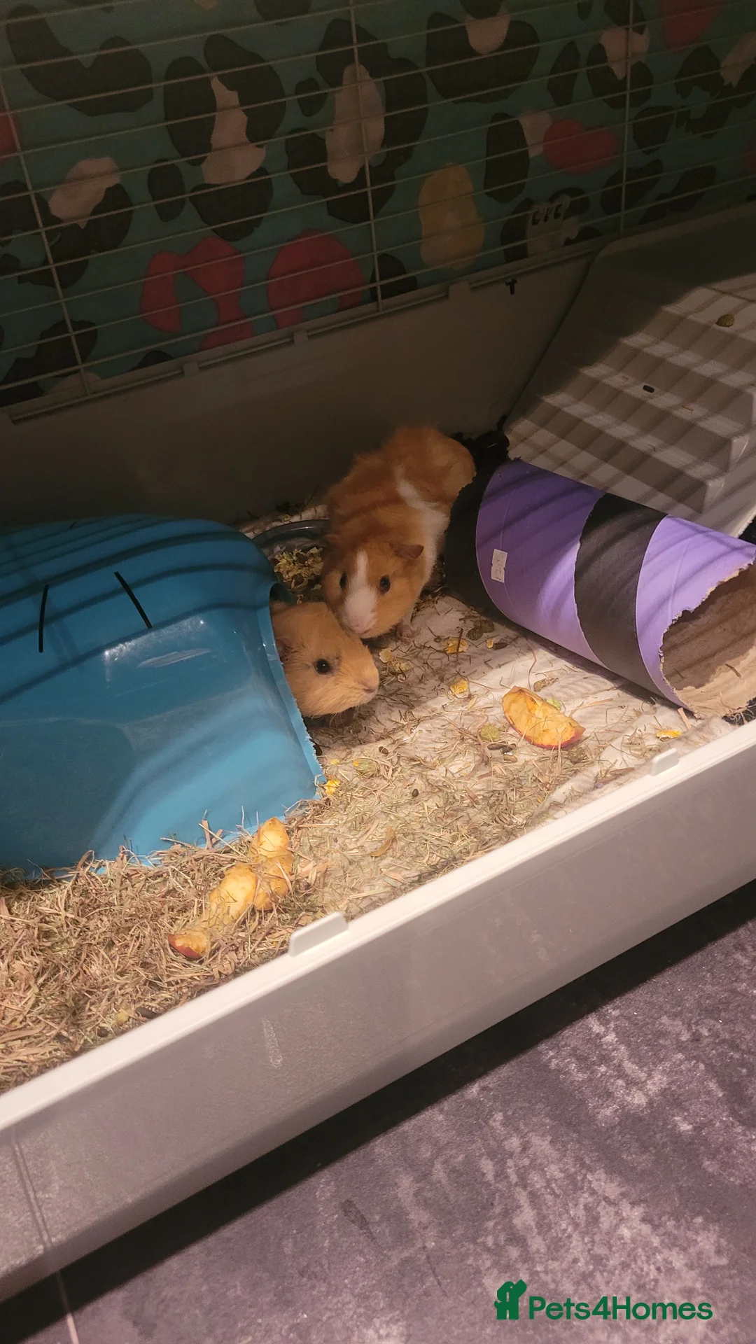 Guinea Pig rodents for sale: 2 Male Texel Guinea Pig - Advert 4