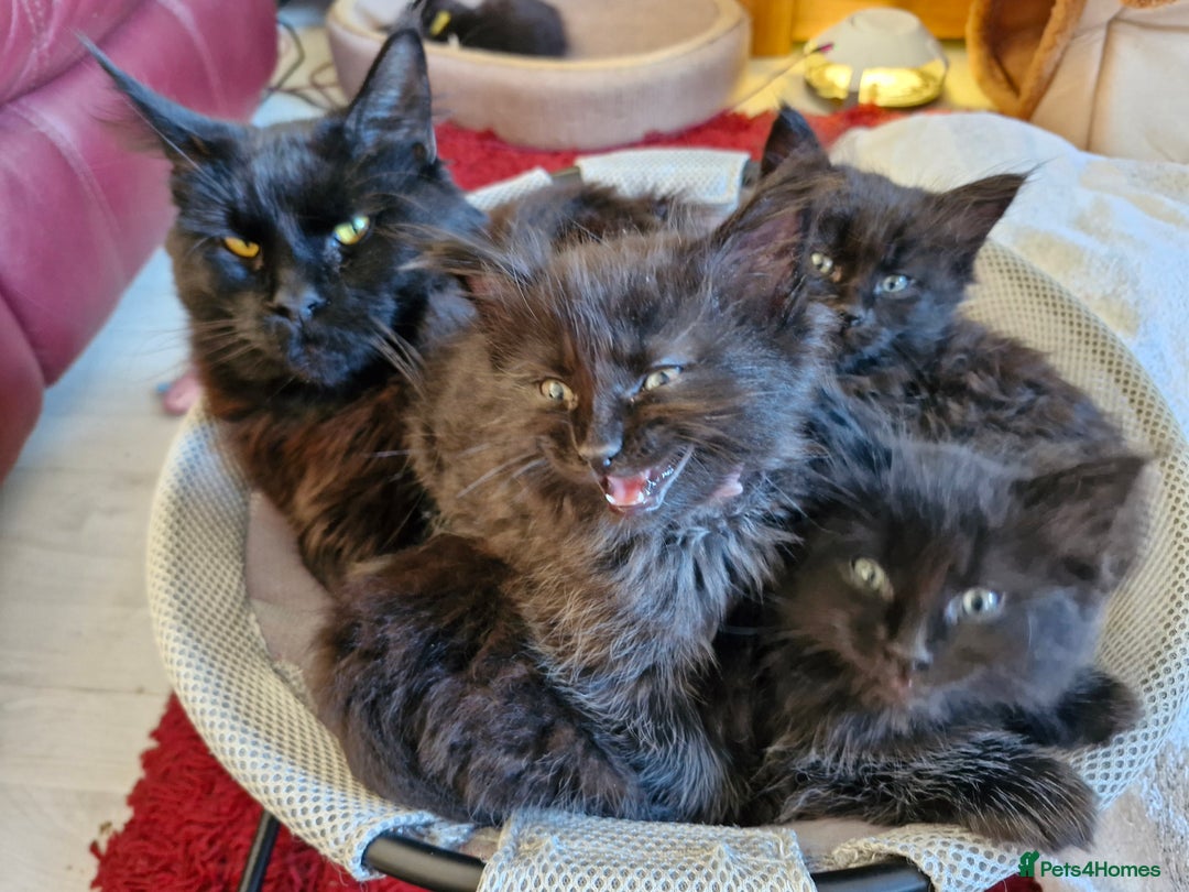 Mixed Breed cats for sale: Ragdoll x maincoon - Image 7