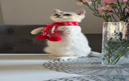 Scottish Fold cats for sale: Scottish Straight Boy - Image 9