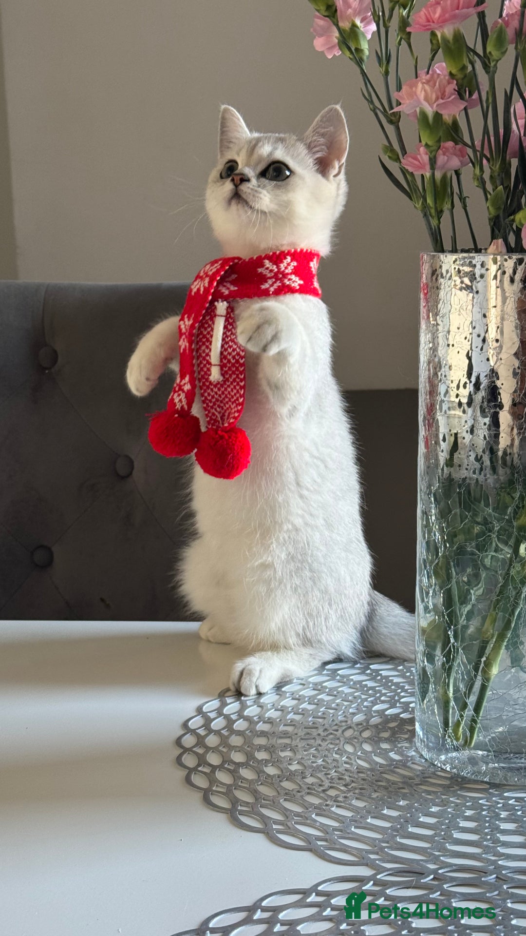 Scottish Fold cats for sale: Scottish Straight Boy - Image 9