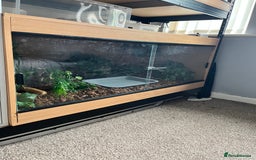 Python Snake reptiles for sale: Female normal morph ball python - Image 1