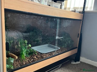 Python Snake reptiles - Advert 17