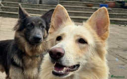 German Shepherd dogs for sale: Medium/long haired German shepherd puppies  - Image 12