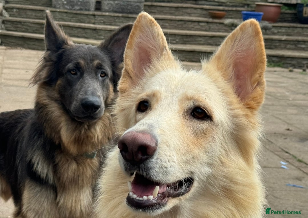 German Shepherd dogs for sale: Medium/long haired German shepherd puppies  - Image 12