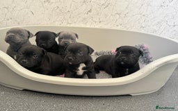 Staffordshire Bull Terrier dogs for sale: Quality black stafford males in Carlisle - Image 18