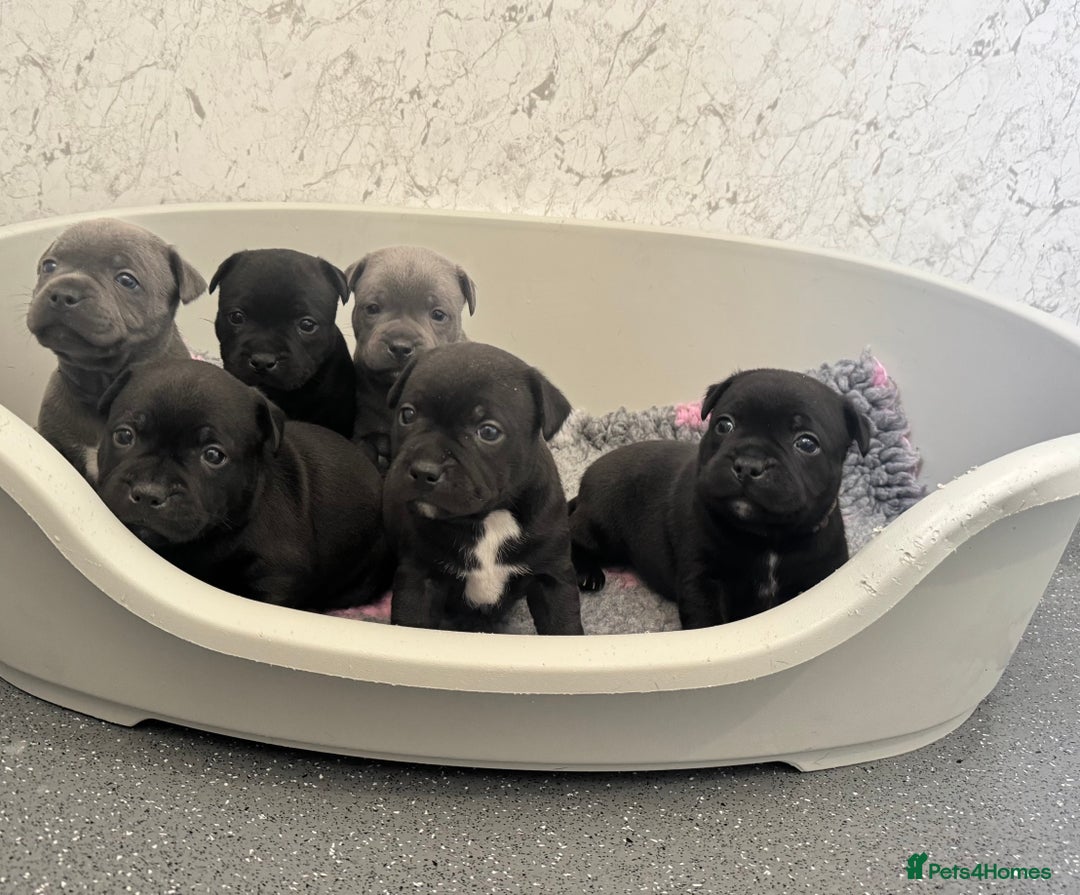 Staffordshire Bull Terrier dogs for sale: Quality black stafford males in Carlisle - Image 18