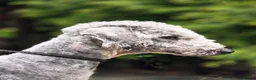 Mixed Breed dogs for sale: Bedlington whippet. Woody & Paddy - Advert 15
