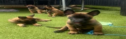 Belgian Shepherd Dog dogs for sale: Stunning litter of Belgian Malinois puppies  in Weymouth - Advert 13