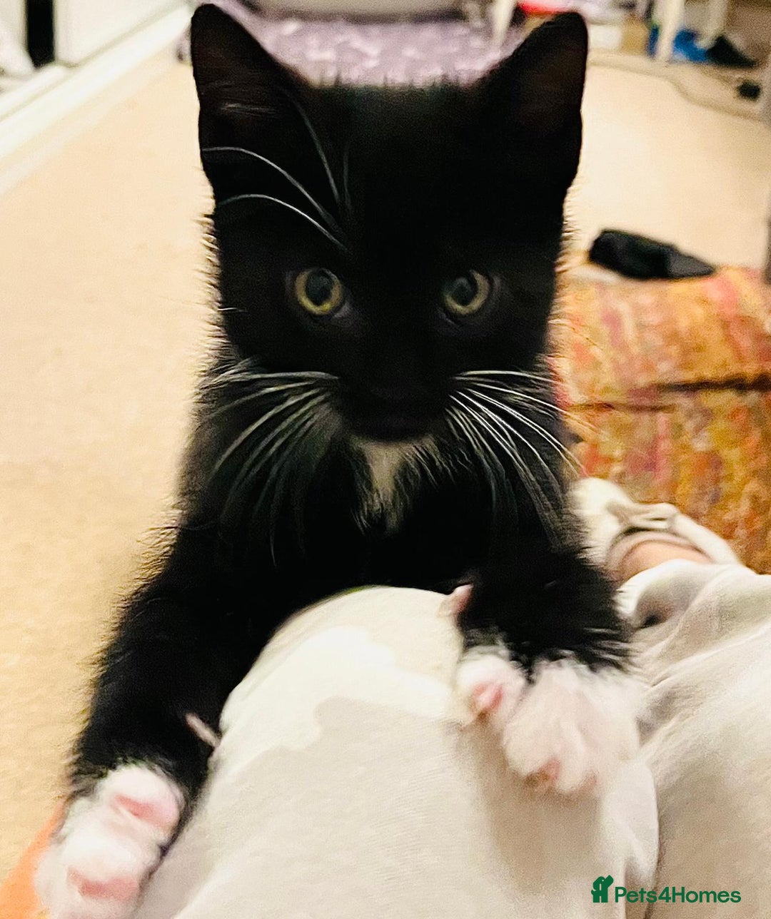 Mixed Breed cats for sale: 5 Gorgeous Happy Babies (Ready to Go) - Image 13