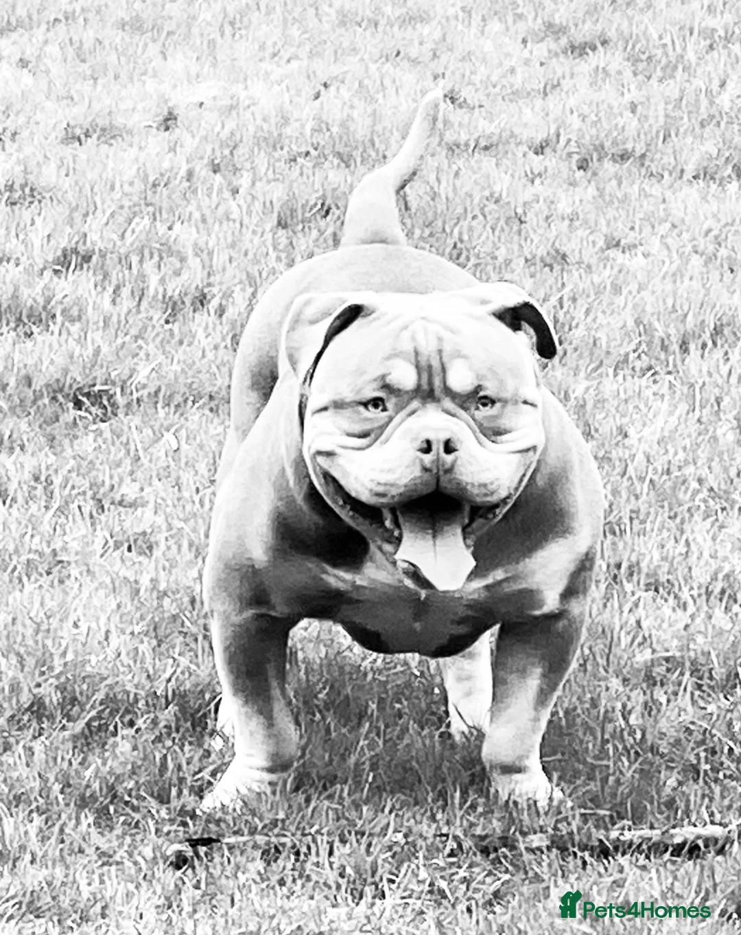 American Bully dogs for stud: Pocket bully male for stud  in Kirkcaldy - Advert 3